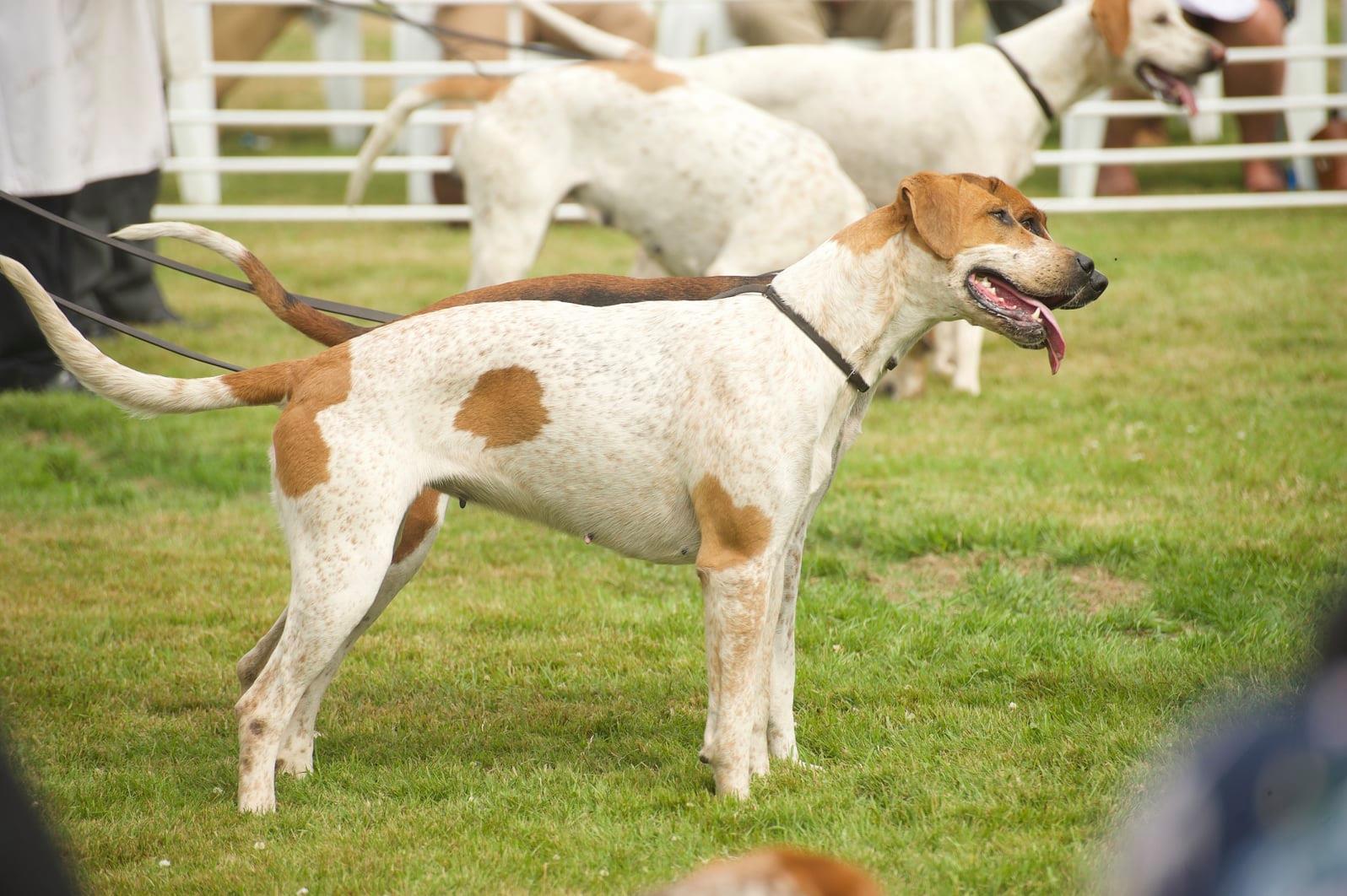 Hounds, Shopping & Sunshine | The Shropshire Foxhound Show