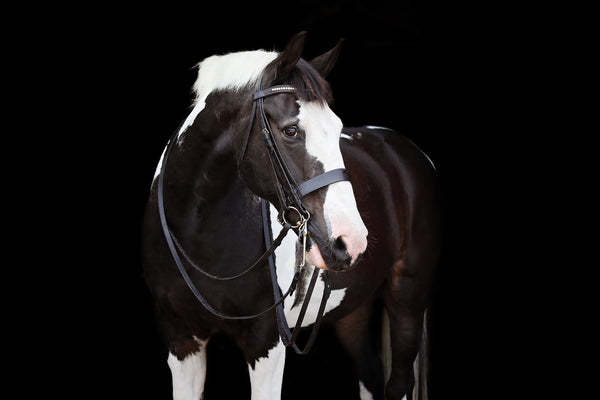 An Ode to The Cow Pony