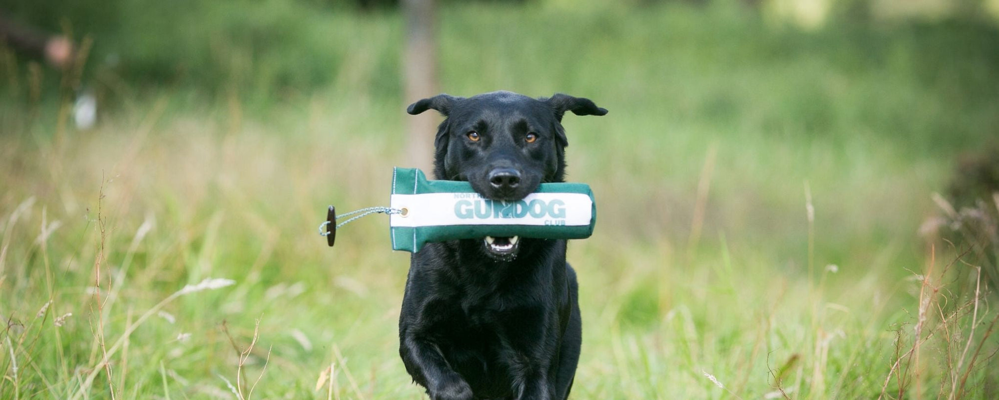 Countryside Conversations: Northern Gundog Club
