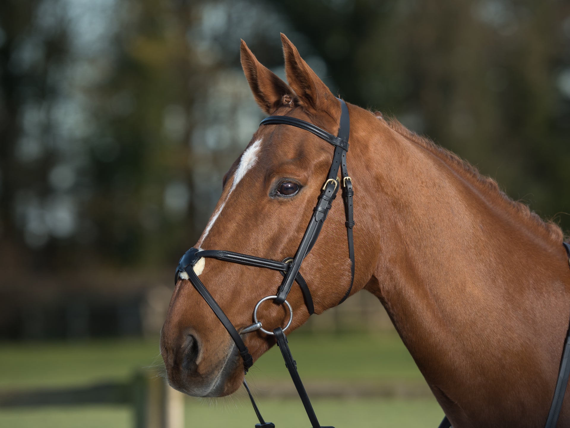 Horse Bridles & Accessories