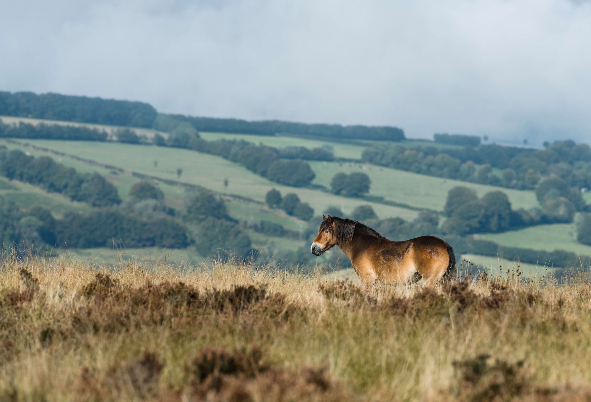 Glaze &amp; Gordon Equestrian Charity Calendar 2026