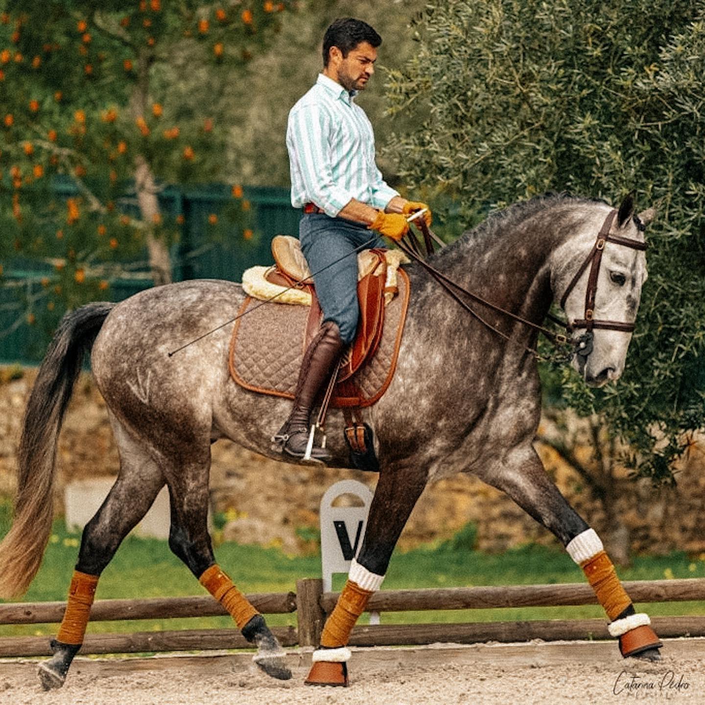 Sixteen Cypress Dressage Saddle Pad