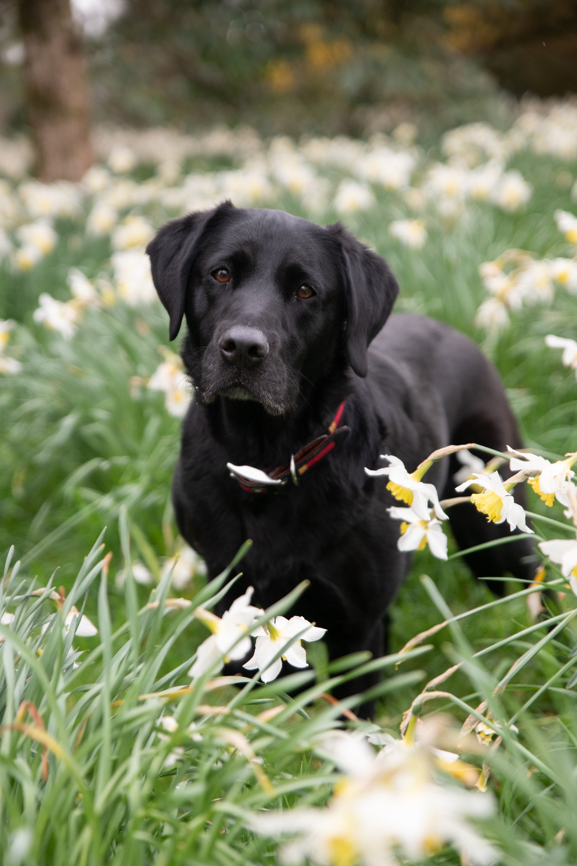 Smathers &amp; Branson Shotgun Cartridge Collar