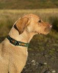 Glaze & Gordon Needlepoint Fox Dog Collar by Smathers & Branson