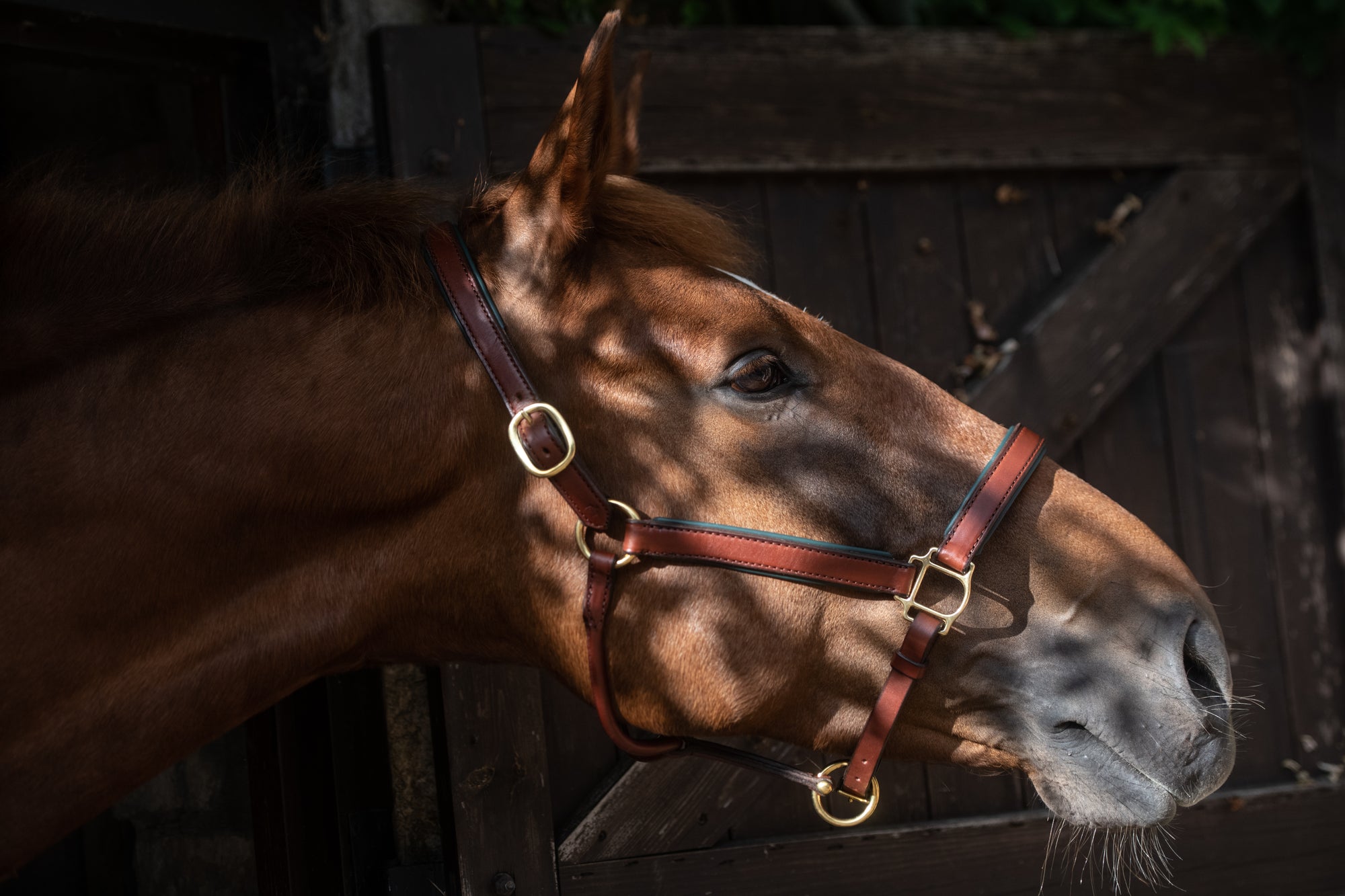 Glaze &amp; Gordon Deluxe Padded Leather Headcollar - Handcrafted