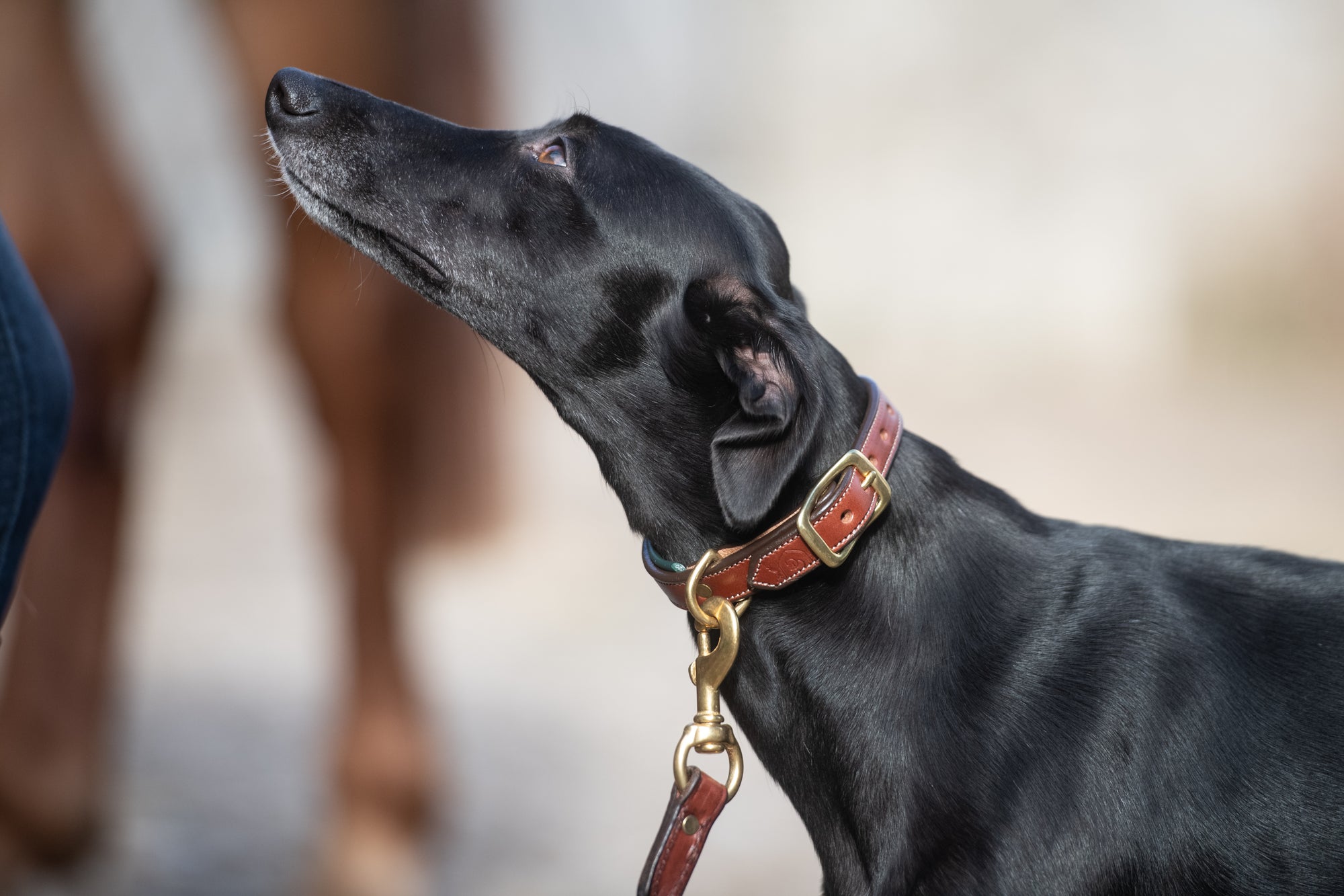 Glaze &amp; Gordon Brockton Padded Leather Collar