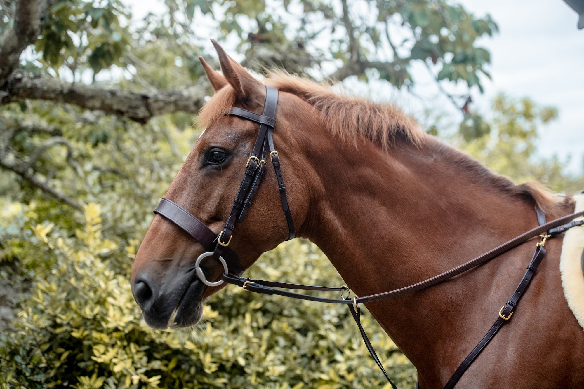 Build Your Own Bridle