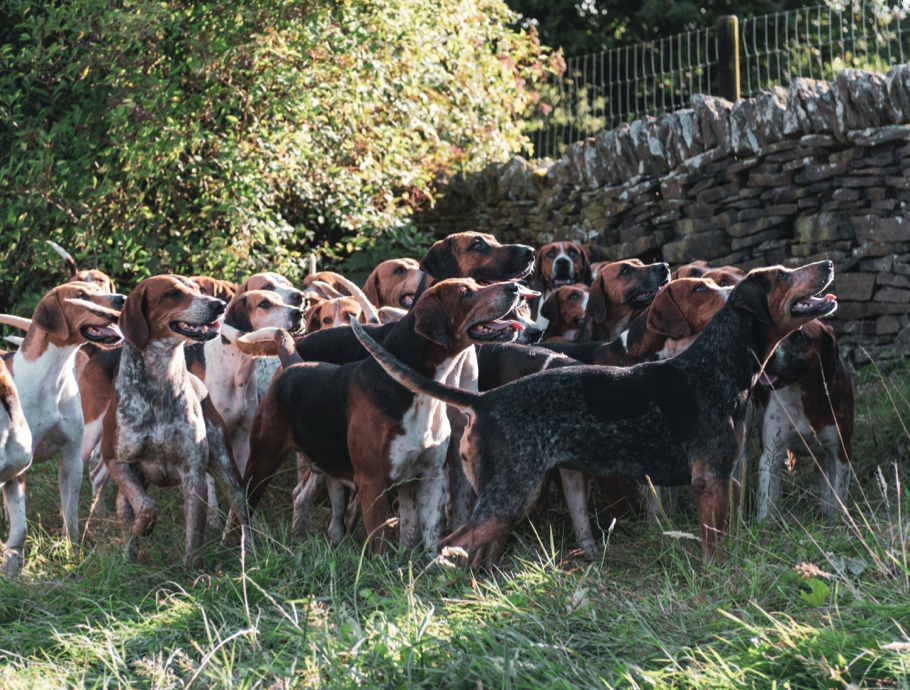 Glaze &amp; Gordon Countryside Charity Calendar 2025