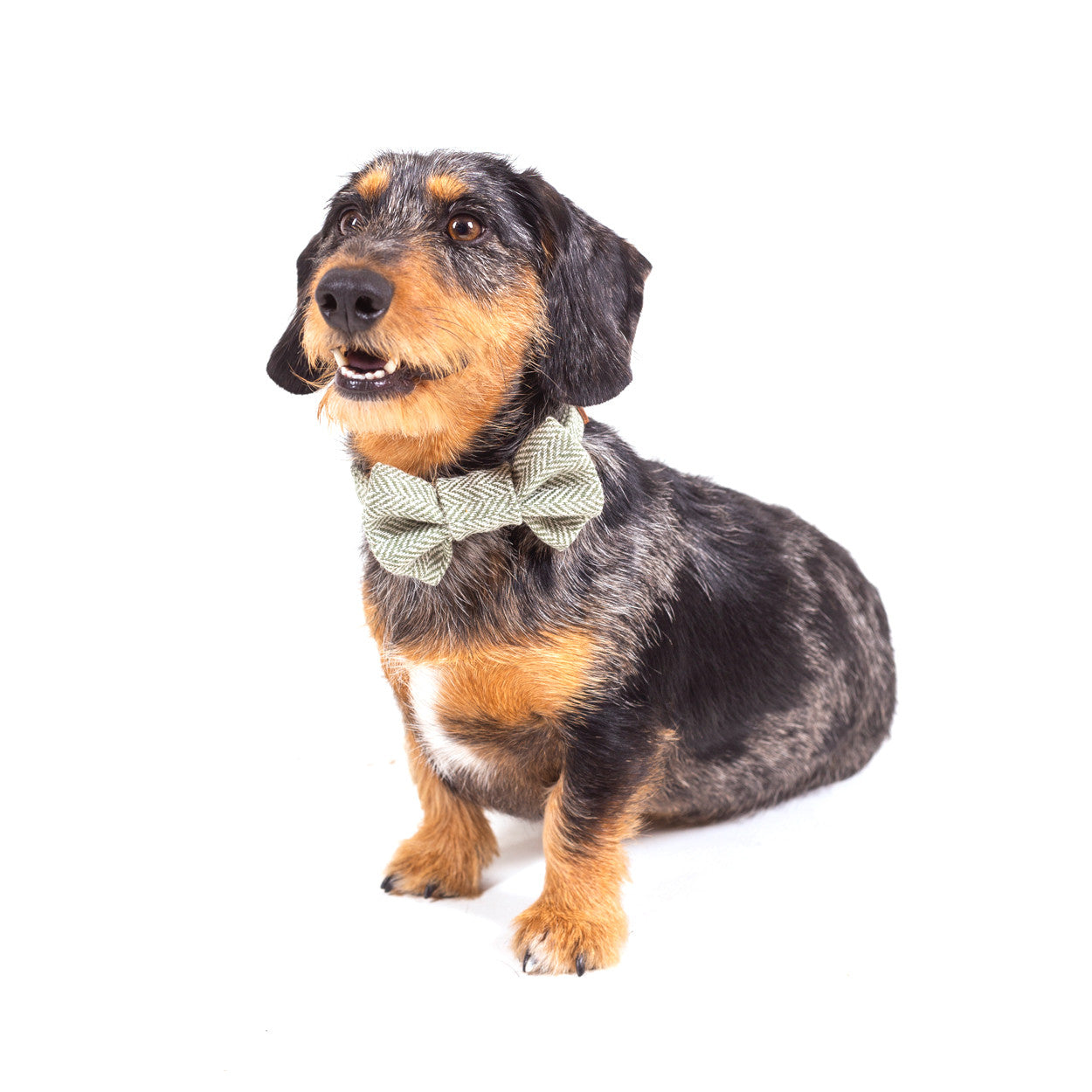 Glaze &amp; Gordon Wool Doggy Bow Tie