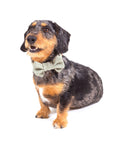 Glaze & Gordon Wool Doggy Bow Tie