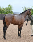 Glaze & Gordon Deluxe Flat Bridle