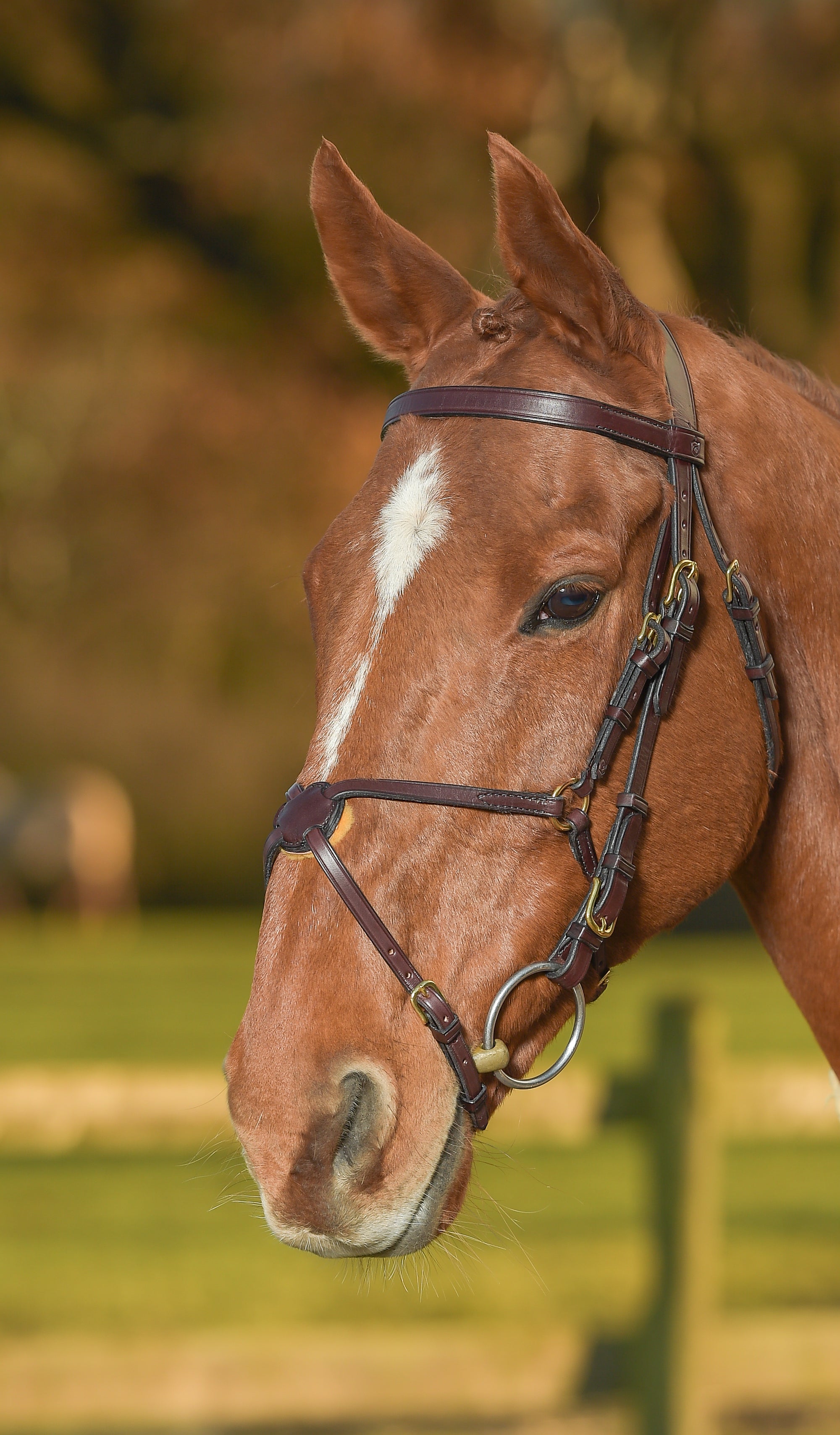 Glaze &amp; Gordon Deluxe Flat Bridle