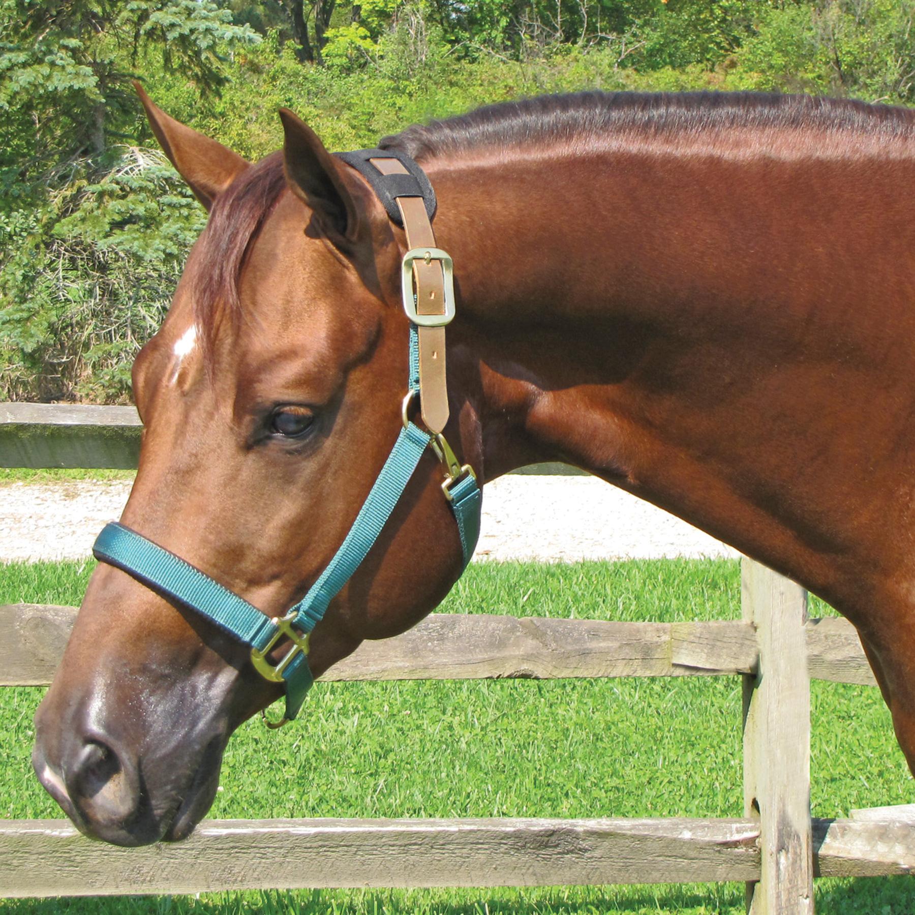 Schneiders Dura-tech® Comfort Breakaway Headcollar (with full leather crown piece)