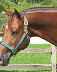 Schneiders Dura-tech® Comfort Breakaway Headcollar (with full leather crown piece)