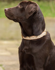 Glaze & Gordon Teesdale Collar