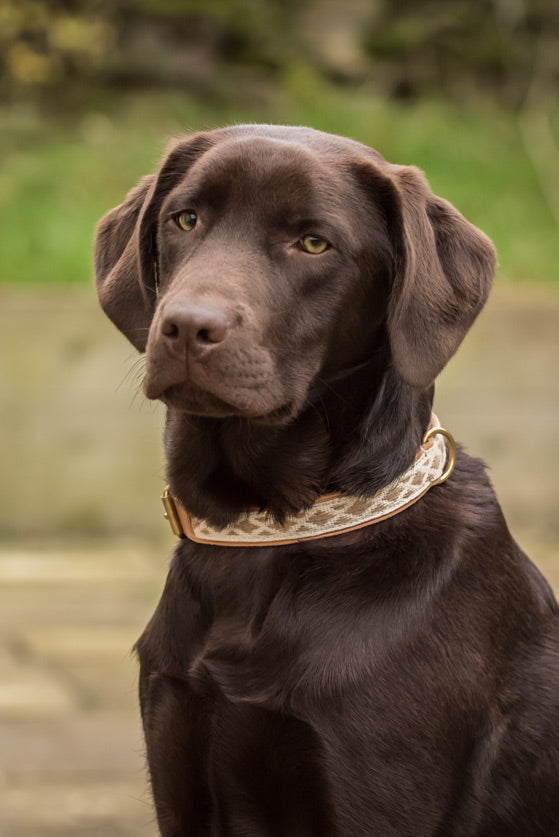 Glaze &amp; Gordon Teesdale Collar