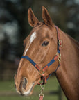 Glaze & Gordon Leather and Cotton Web Headcollar - Handcrafted