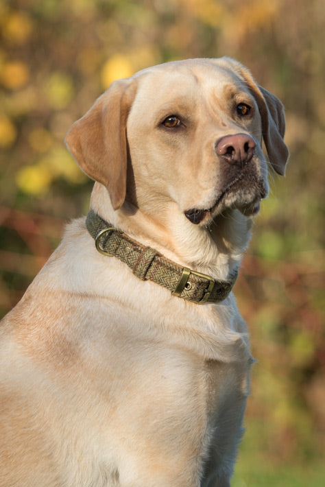 Glaze &amp; Gordon Darlington Tweed Collar