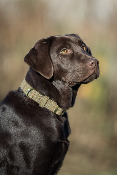 Glaze &amp; Gordon Darlington Tweed Collar