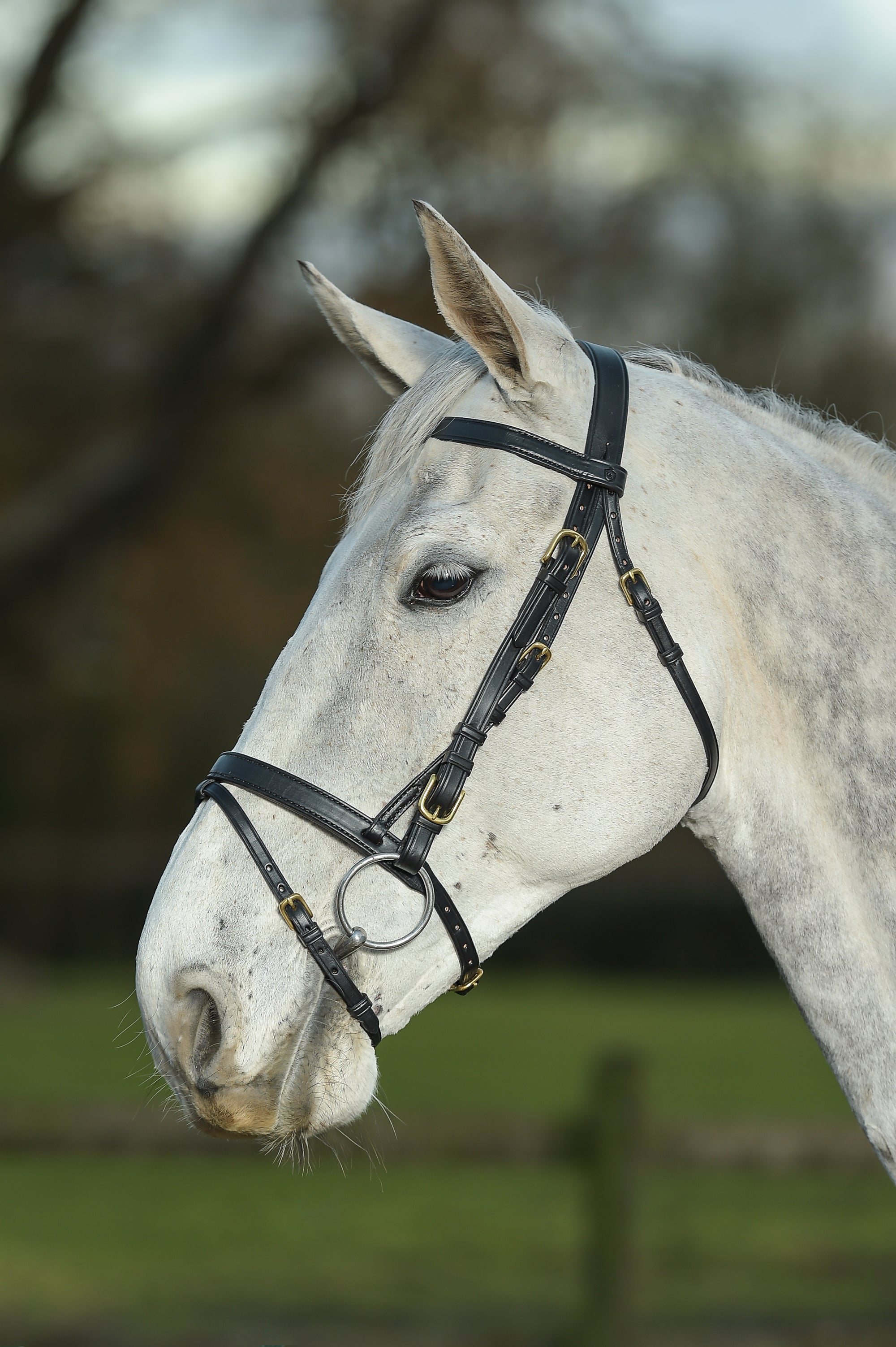 Glaze &amp; Gordon Deluxe Flat Bridle