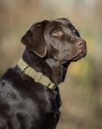 Glaze & Gordon Darlington Tweed Collar