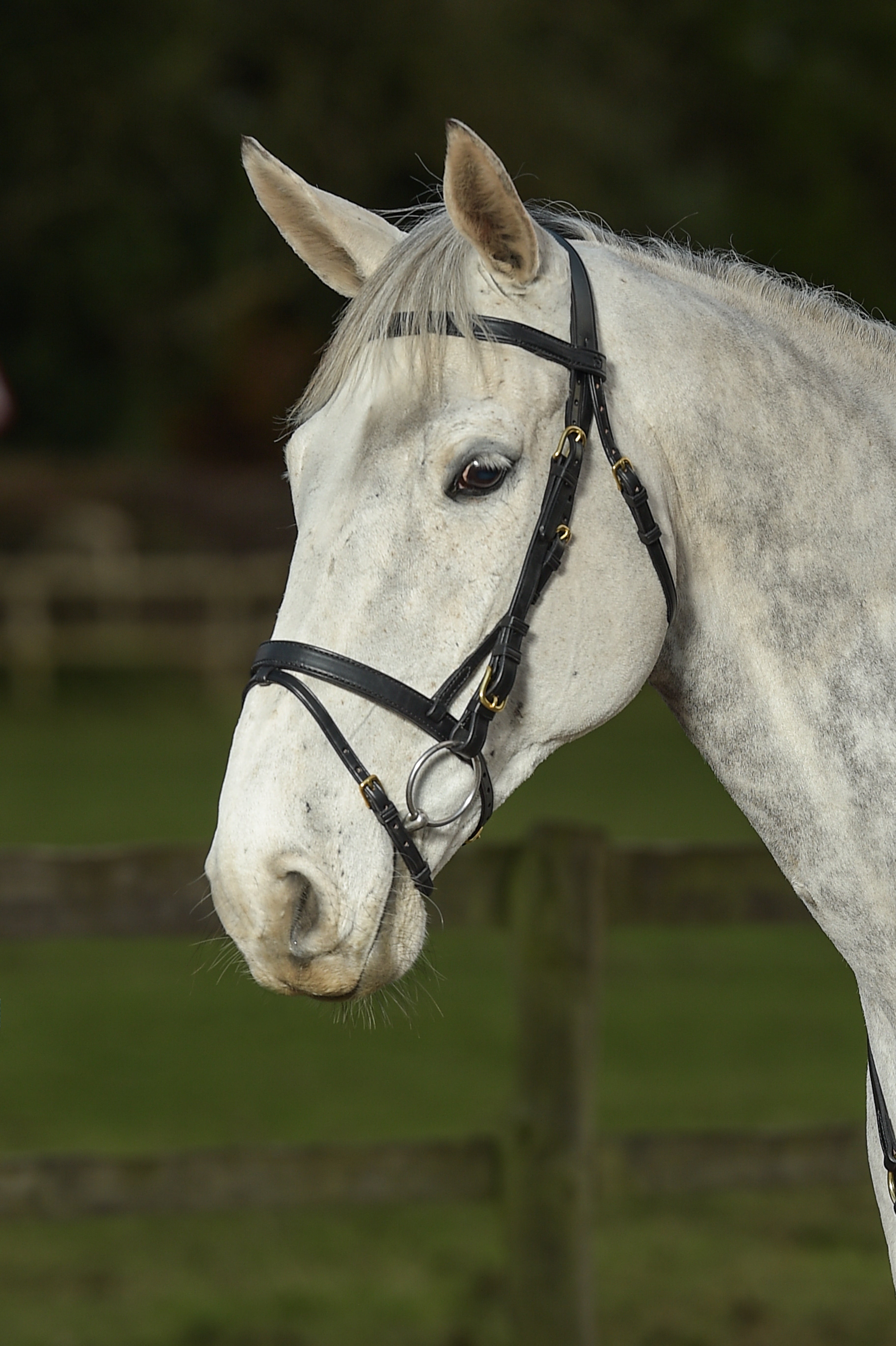 Glaze & Gordon Flat Cavesson Noseband with Flash