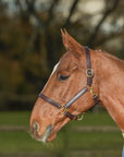 Glaze & Gordon Classic Leather Headcollar - Handcrafted