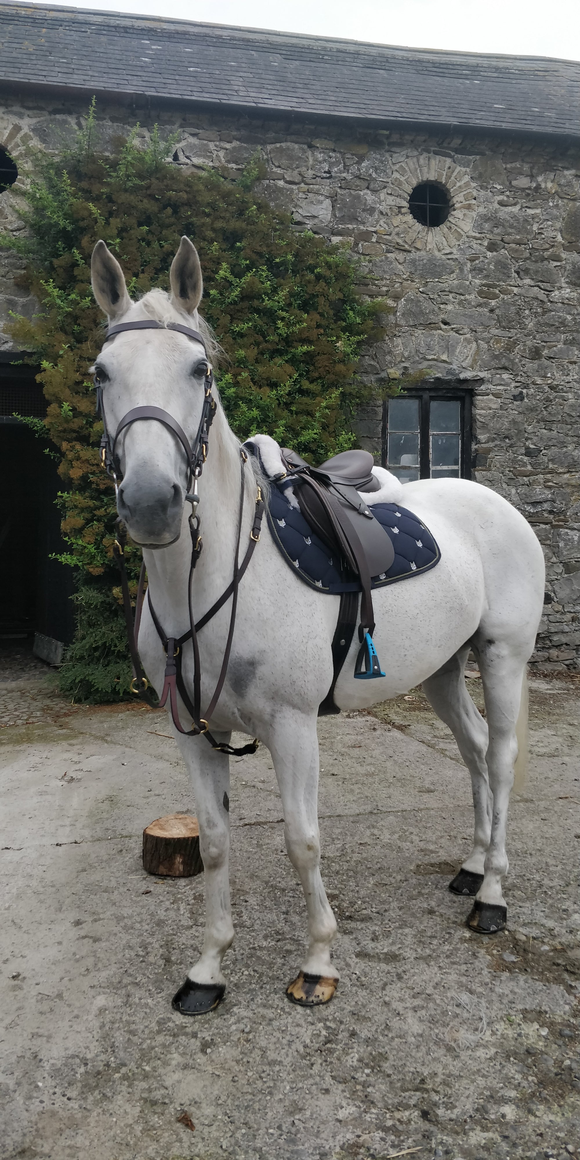 Glaze &amp; Gordon Flat 1 &amp; 3/4 &quot; Cavesson Noseband