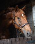 Glaze & Gordon Deluxe Padded Leather Headcollar - Handcrafted