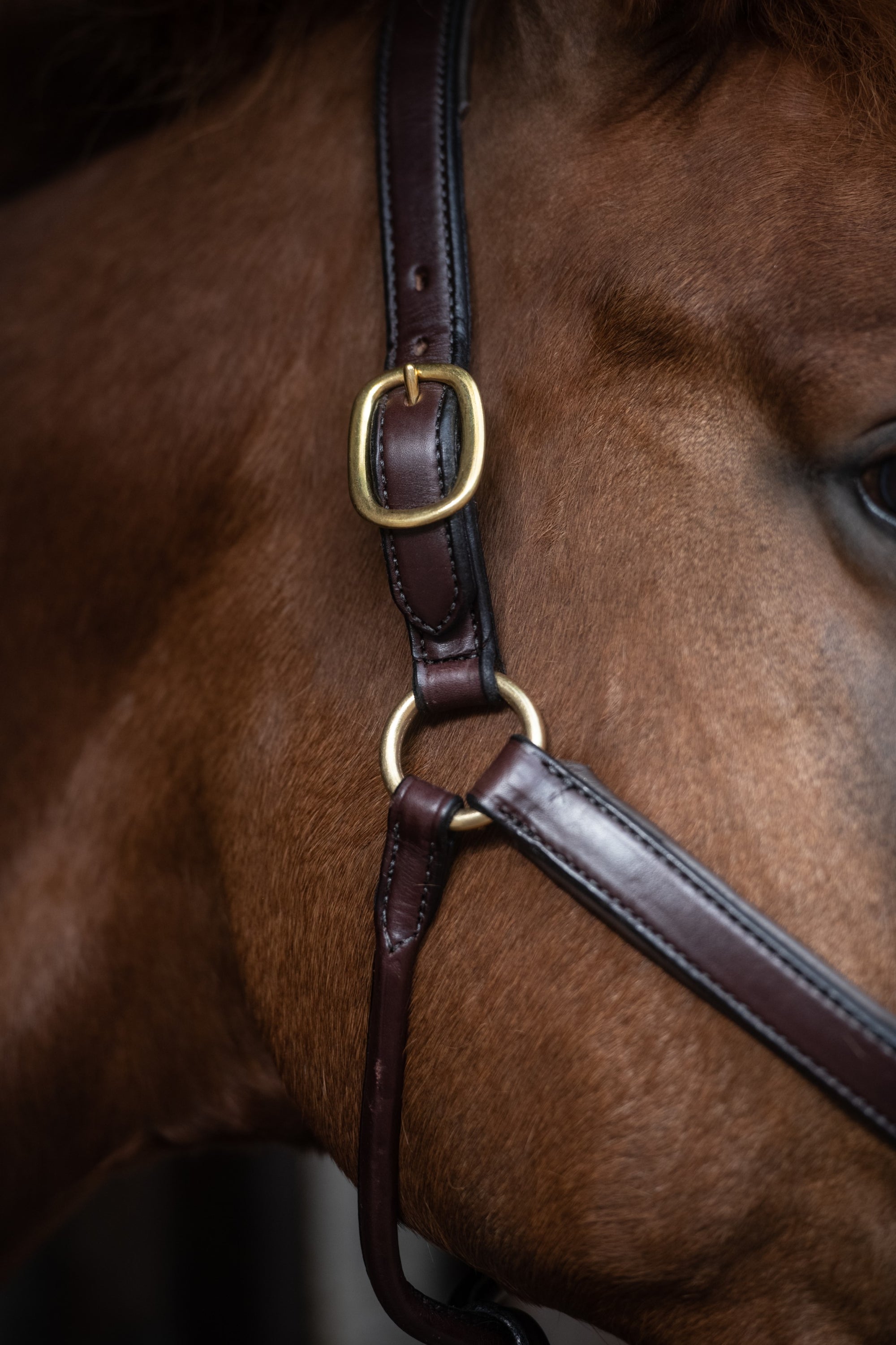 Glaze &amp; Gordon Deluxe Padded Leather Headcollar - Handcrafted