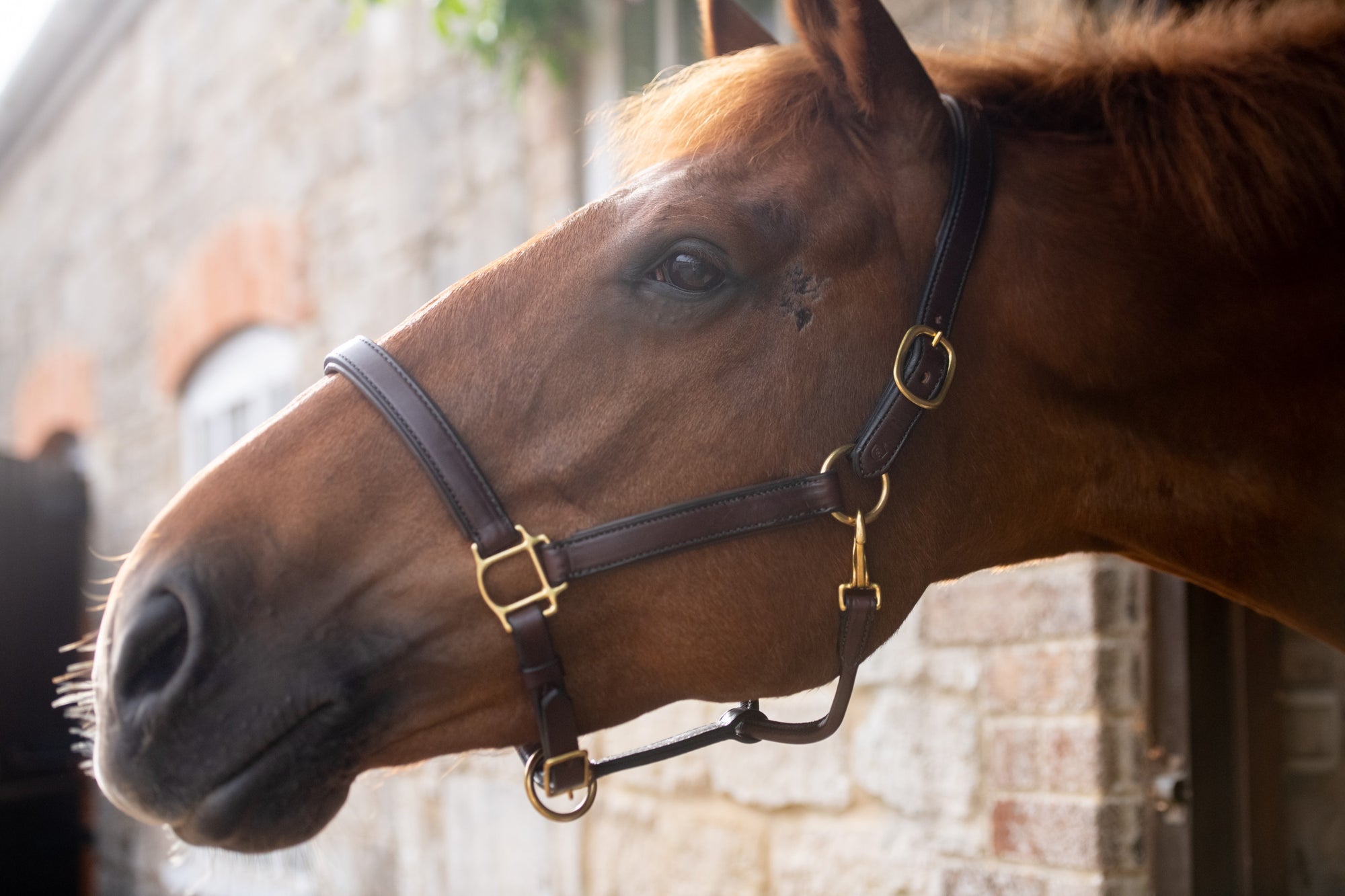 Glaze &amp; Gordon Deluxe Padded Leather Headcollar - Handcrafted